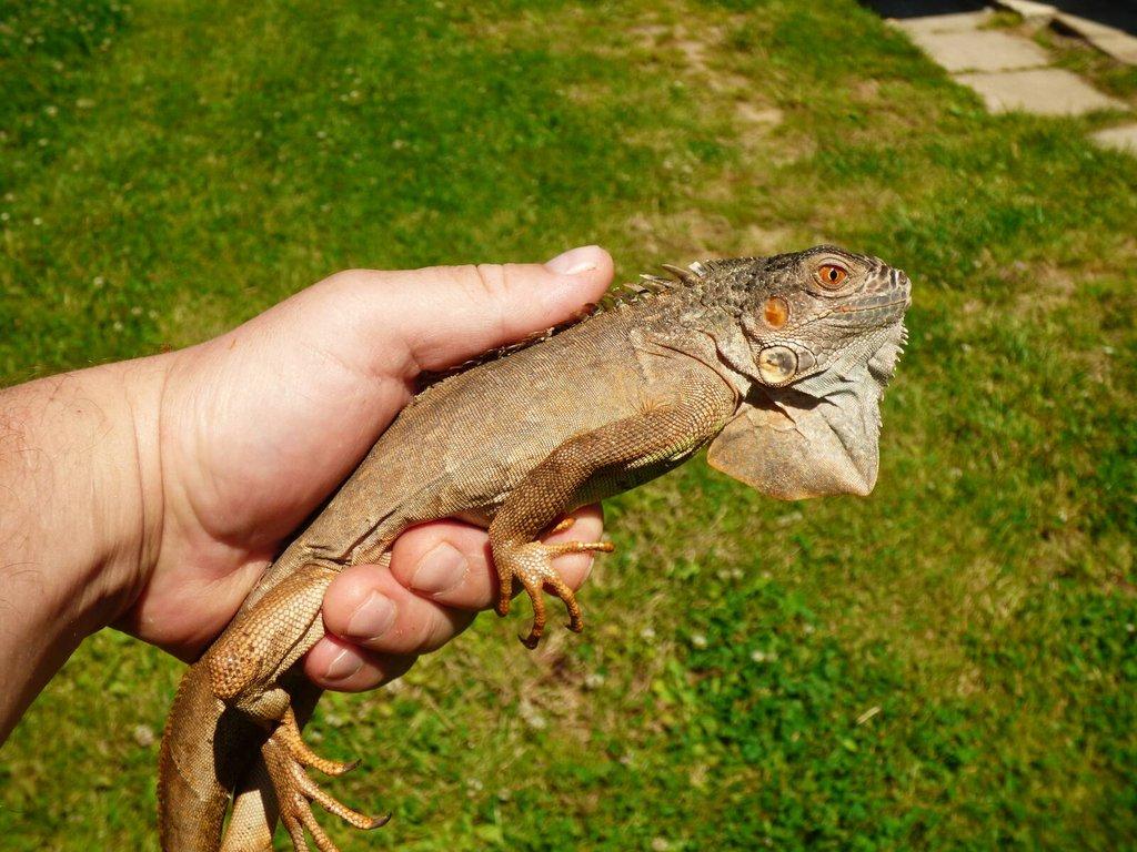 Červený leguán (Iguana iguana)