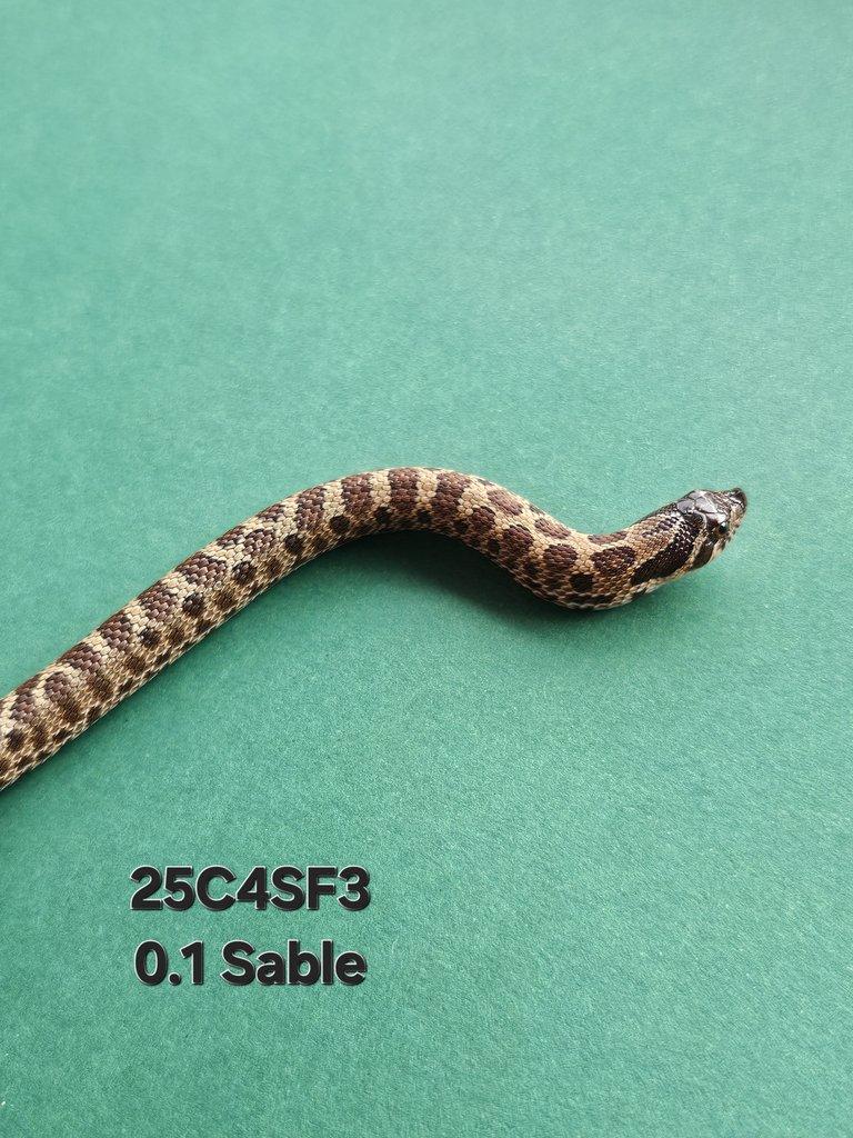 Snakes for Ostrava FaunaThry in June