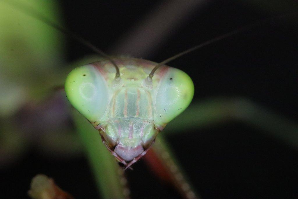 Prodám subadultni pár kudlanek Hierodula majuscula