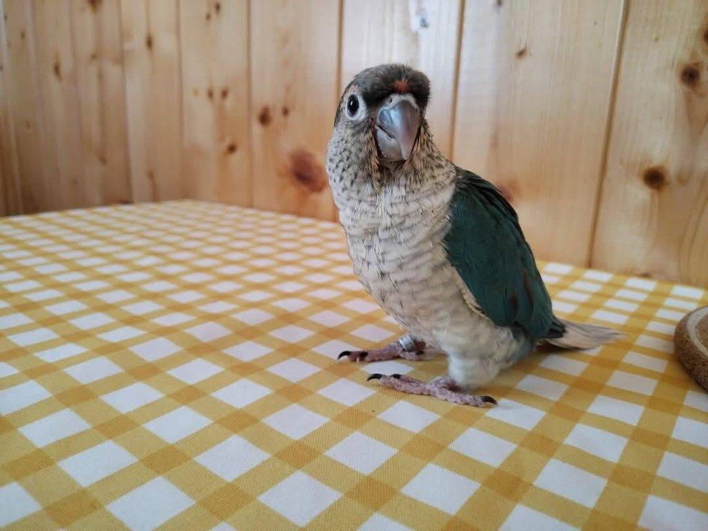 Pyrura zelenolící.