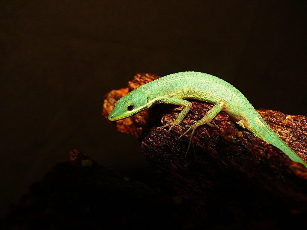 Phelsuma lineata bombetokensis, Takydromus, Lamprolepis, Lamprophis