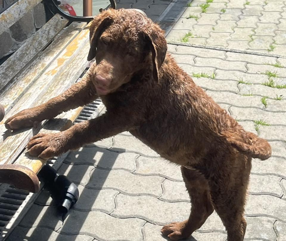 Hnědý retriever (jako hnědý labrador-chesapeake) s PP