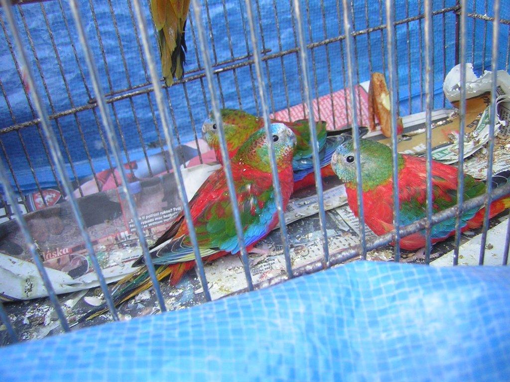 Neoféma tyrkysová - rudoprsý opalin