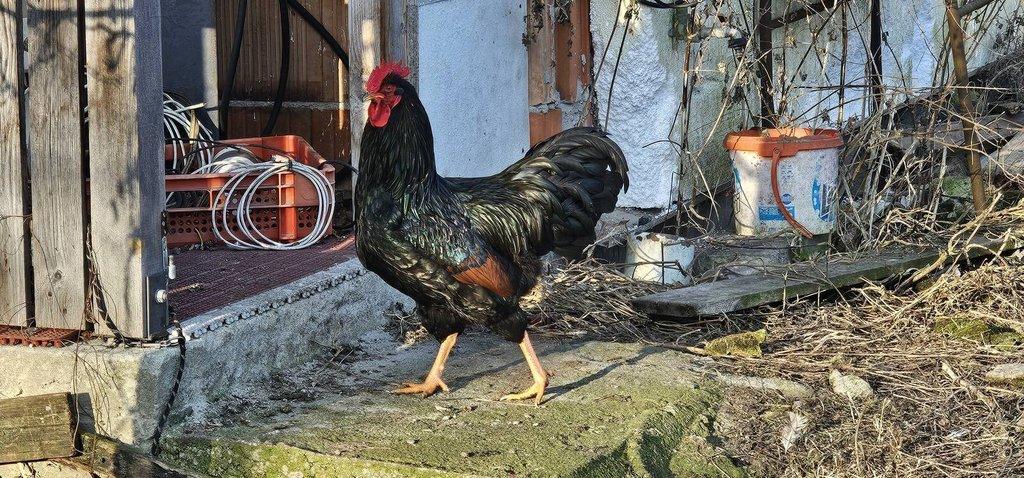 Prodám kohouty barneveldka dvojlemovaná