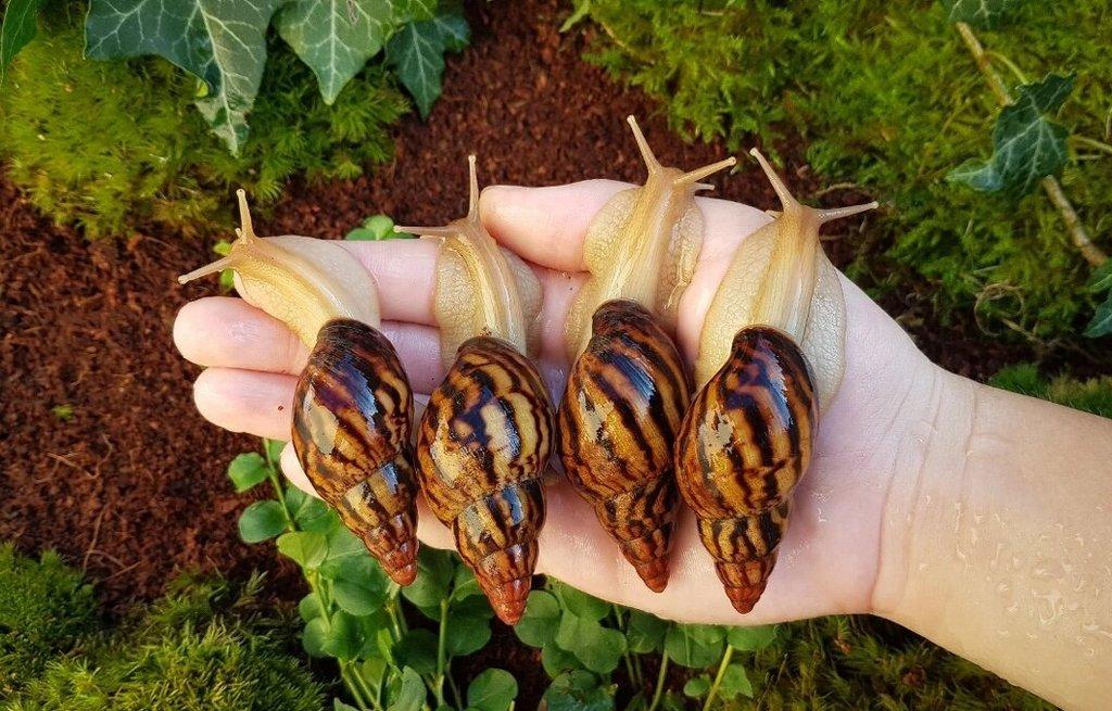 Africký šneci Lissachatina iredalei Zanzibar dark type