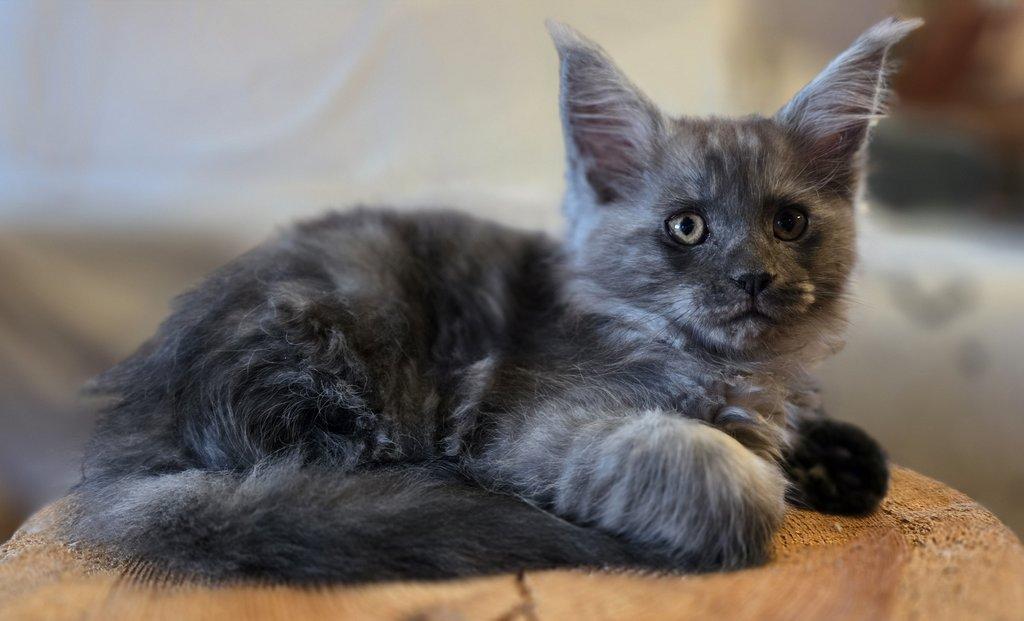 K rezervaci - Mainská mývalí s PP