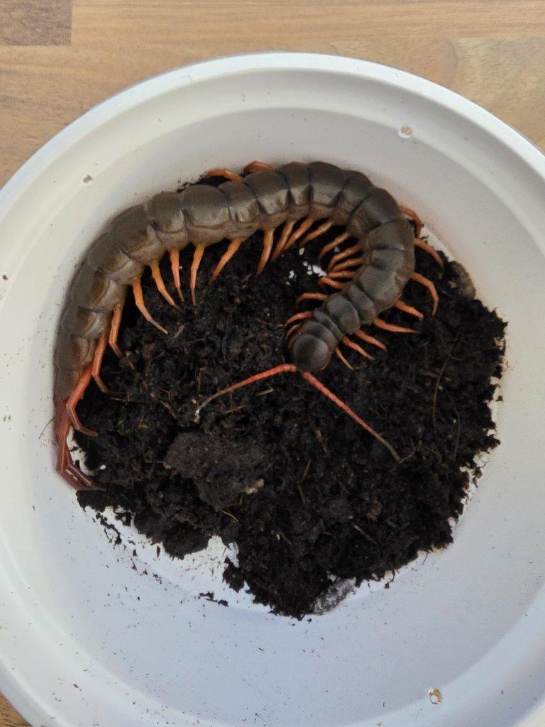 Scolopendry-obrovské stonožky