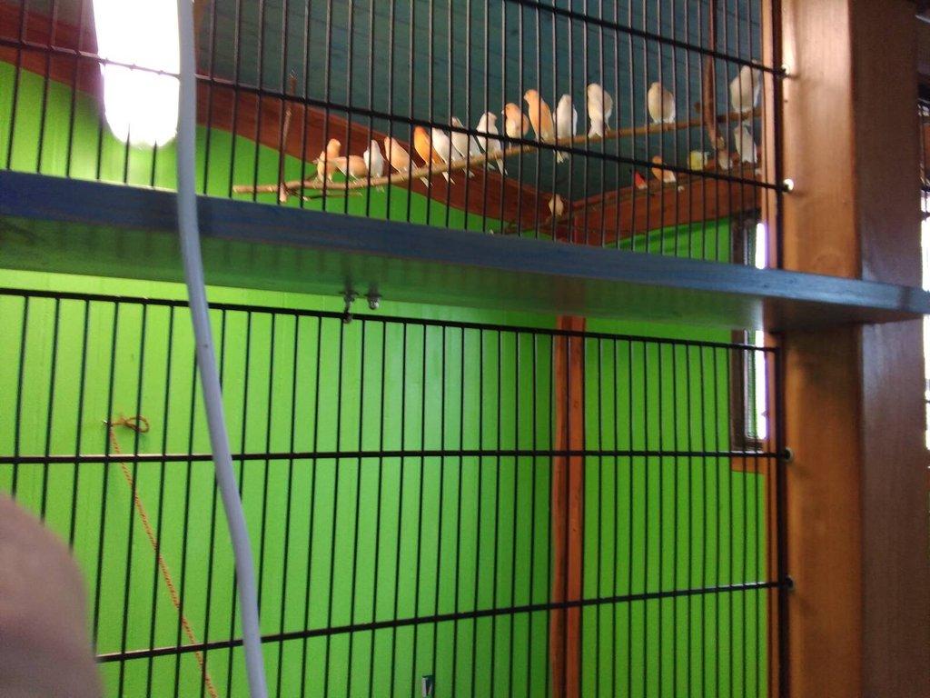 Nabízím kanáry a čížky ohnivé