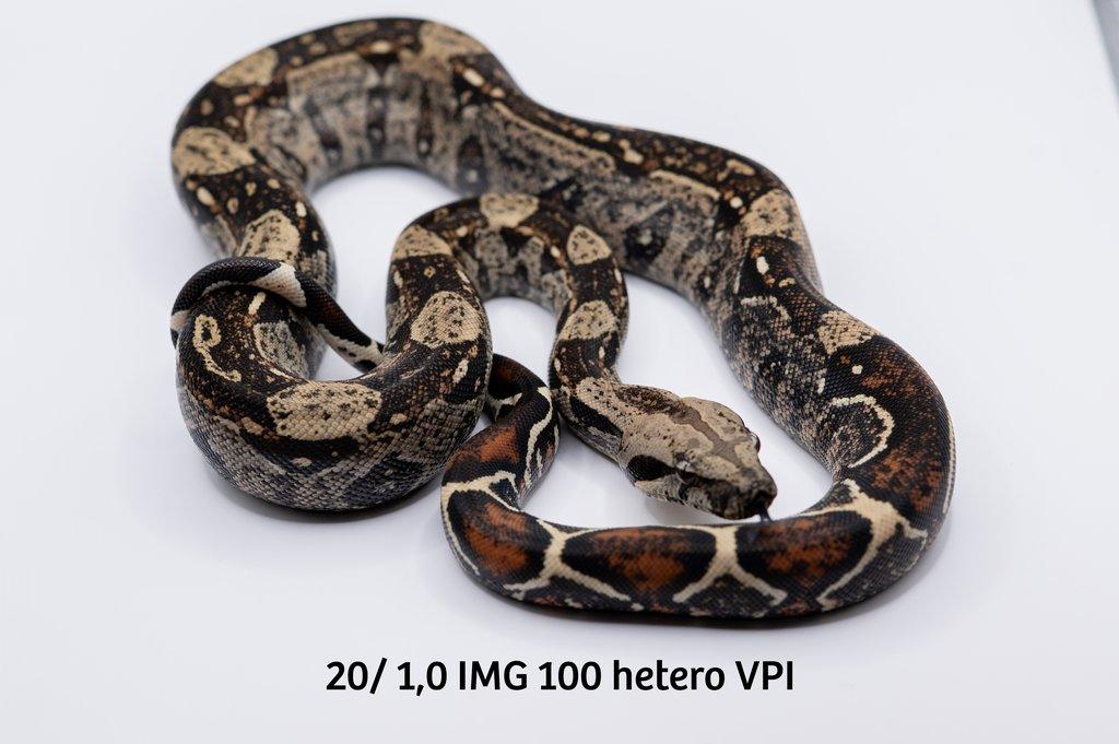 Hroznýš královský  IMG hetero VPI