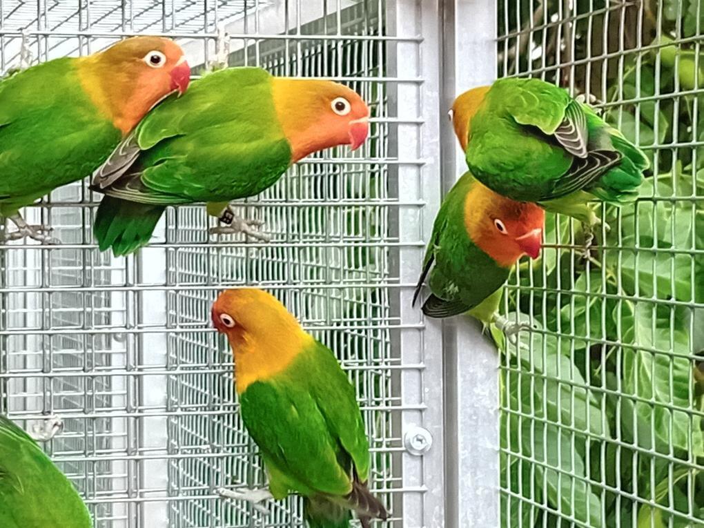 AGAPORNIS FISCHERI - rok 2025