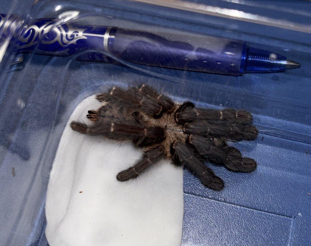 POSÍLÁM - C. versicolor, H. maculata, A. geniculata, 0. aureotibialis, Ch. cyanepubescens ...
