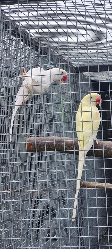 Pár Alexander velký mutace