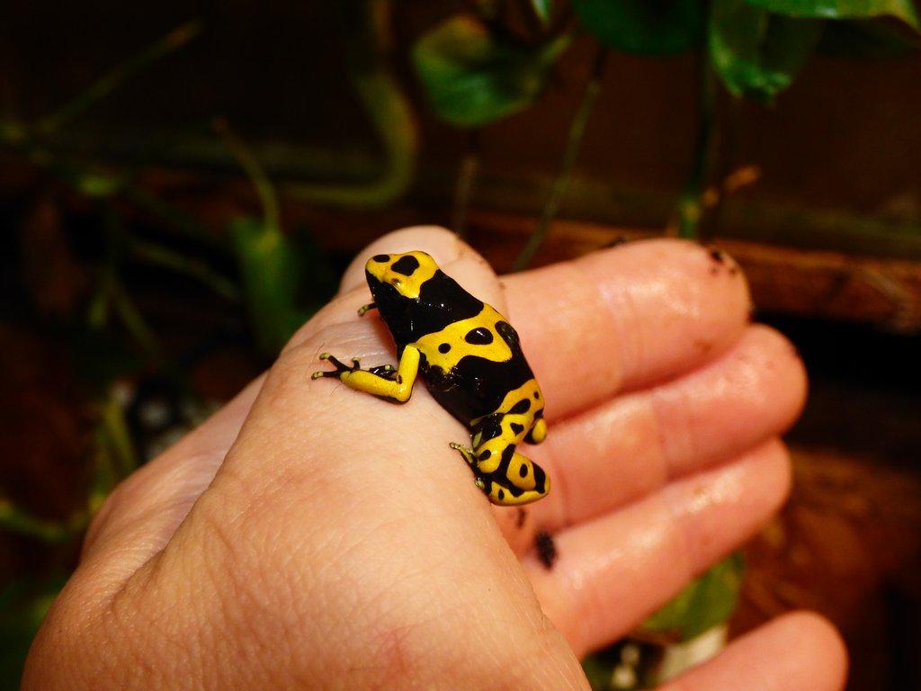 Pralesnička harlekýn (Dendrobates leucomelas)