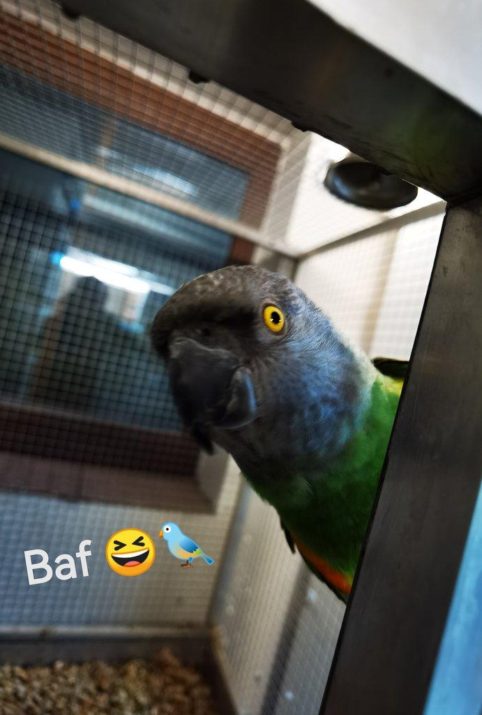 Papoušek senegalský samec KOUPÍM