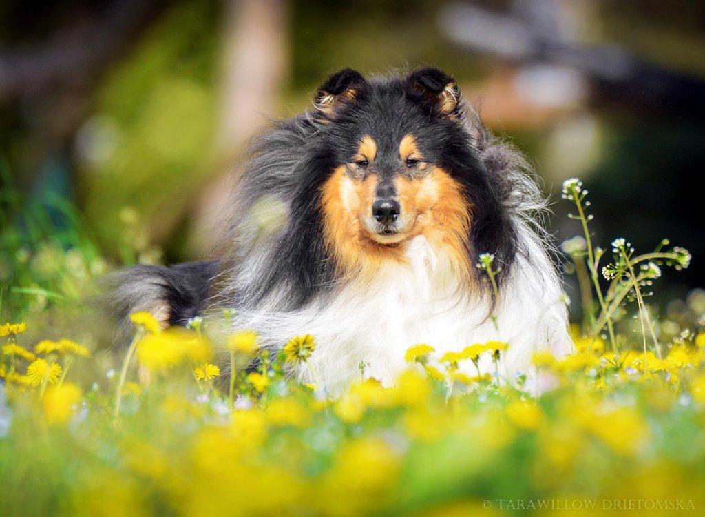 Dlouhosrstá kolie - štěňátka s PP