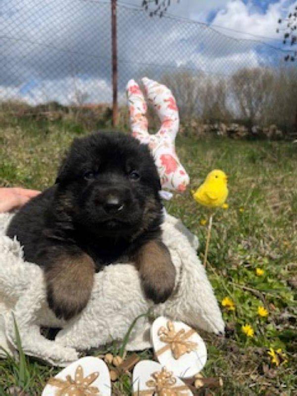 Německý ovčák- štěňata s PP