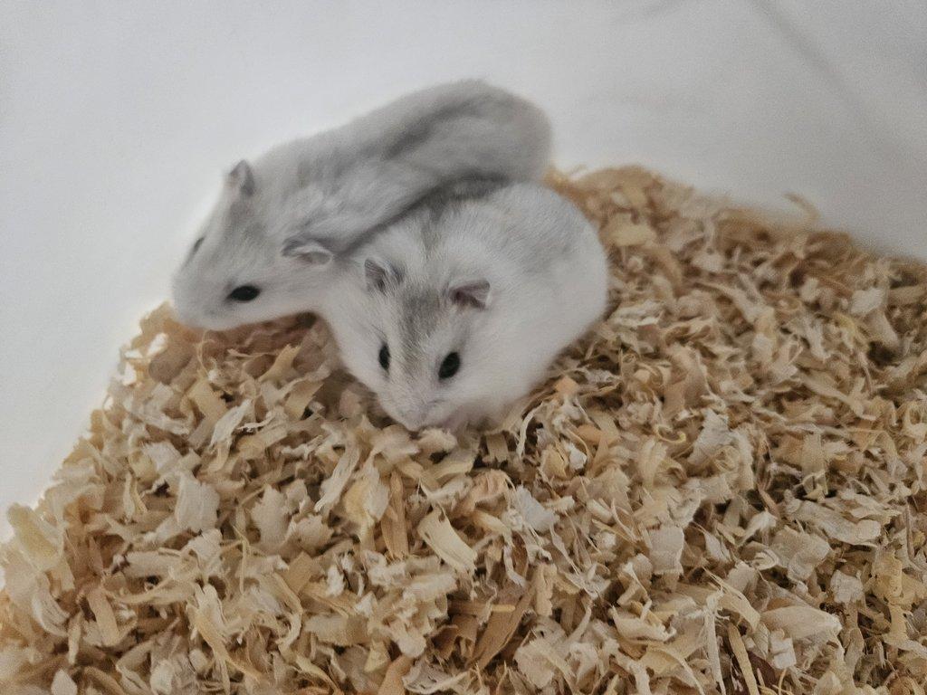 Křeček