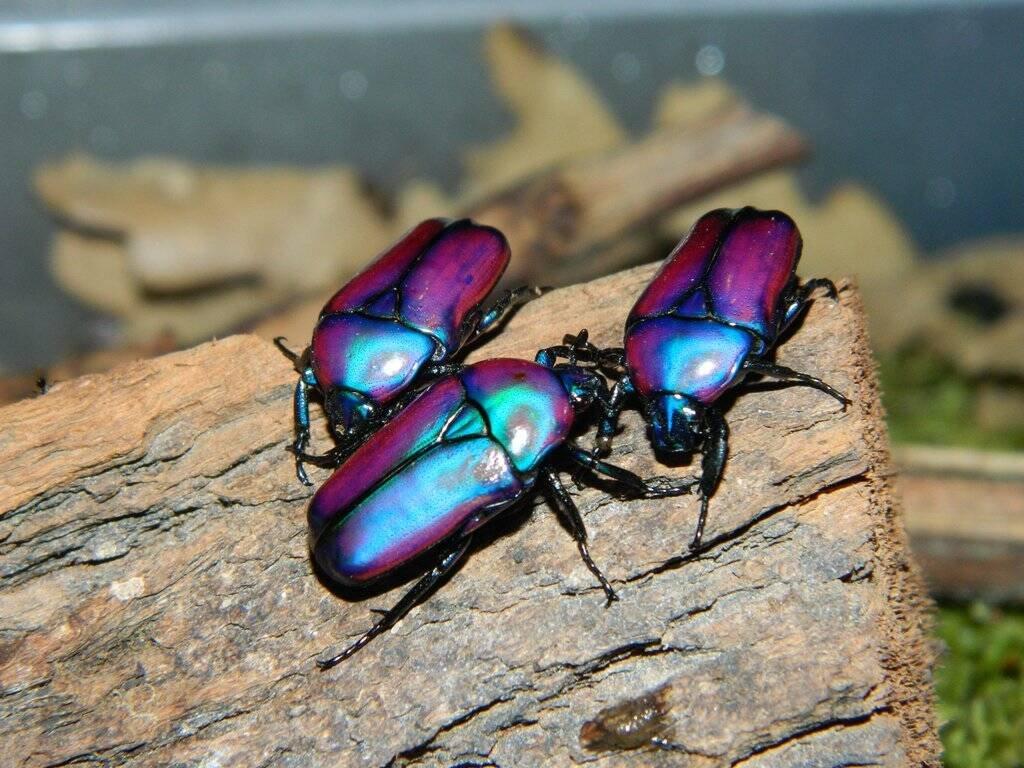 Nabídka imag a larev vybraných druhů brouků - Aktualizováno