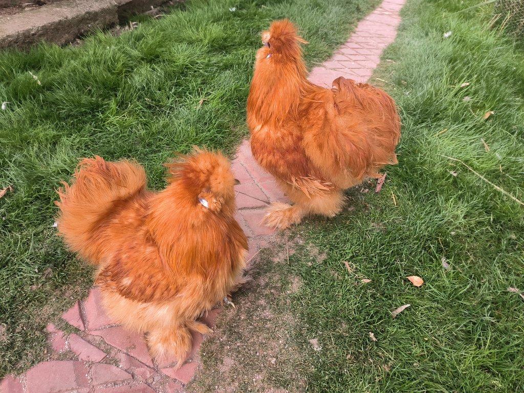 Hedvábnička velká černé a žluté