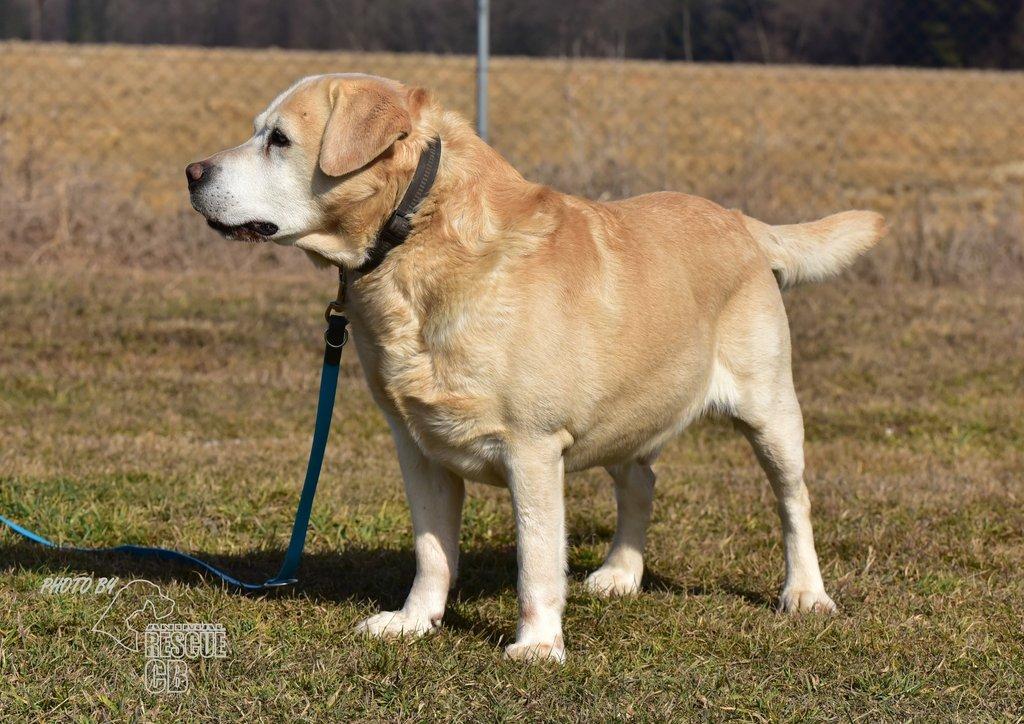 Darujeme opuštěného labradora
