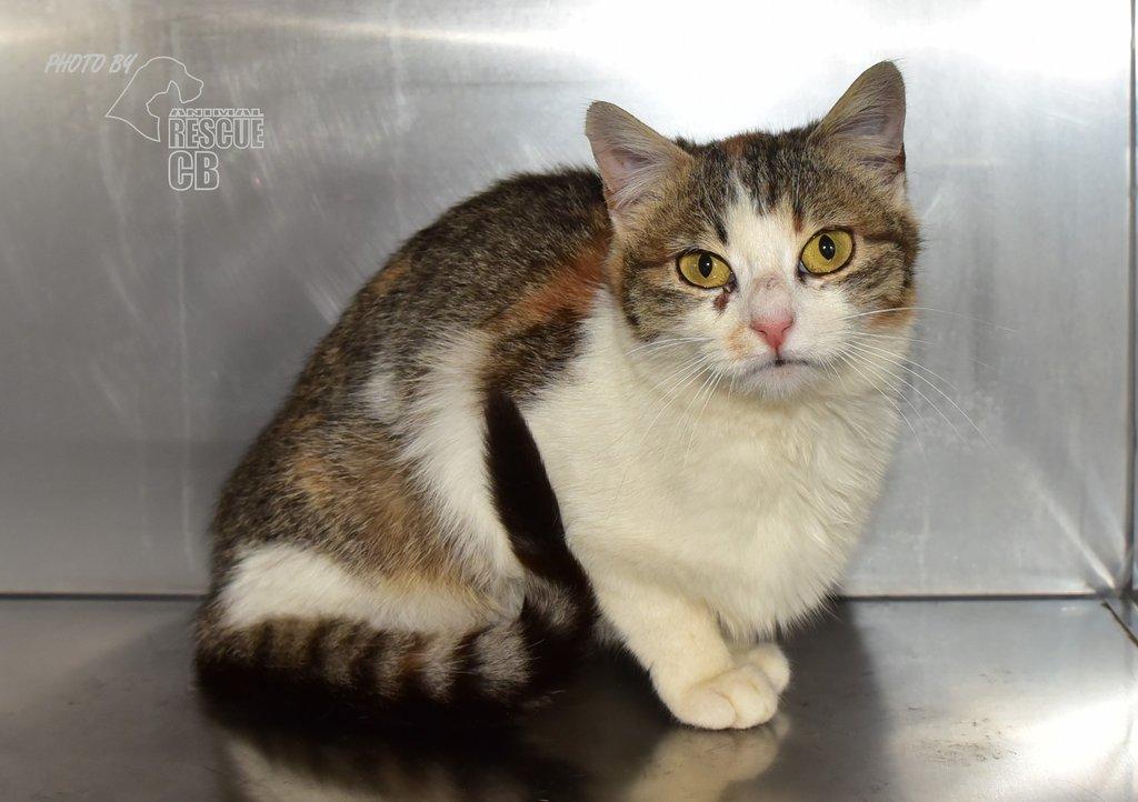 Našla se kočka v Homolích