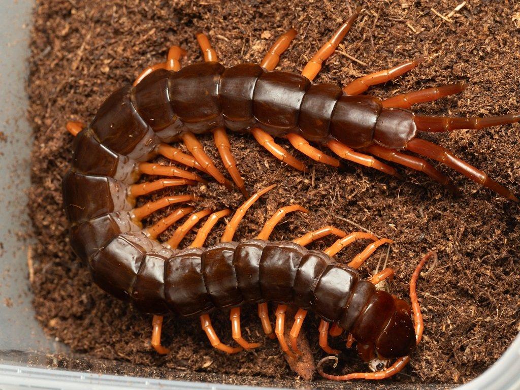 4 druhy Scolopender