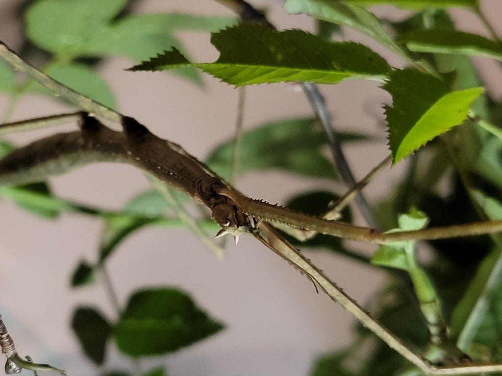 daruji strašilky Medauroidea extradentata