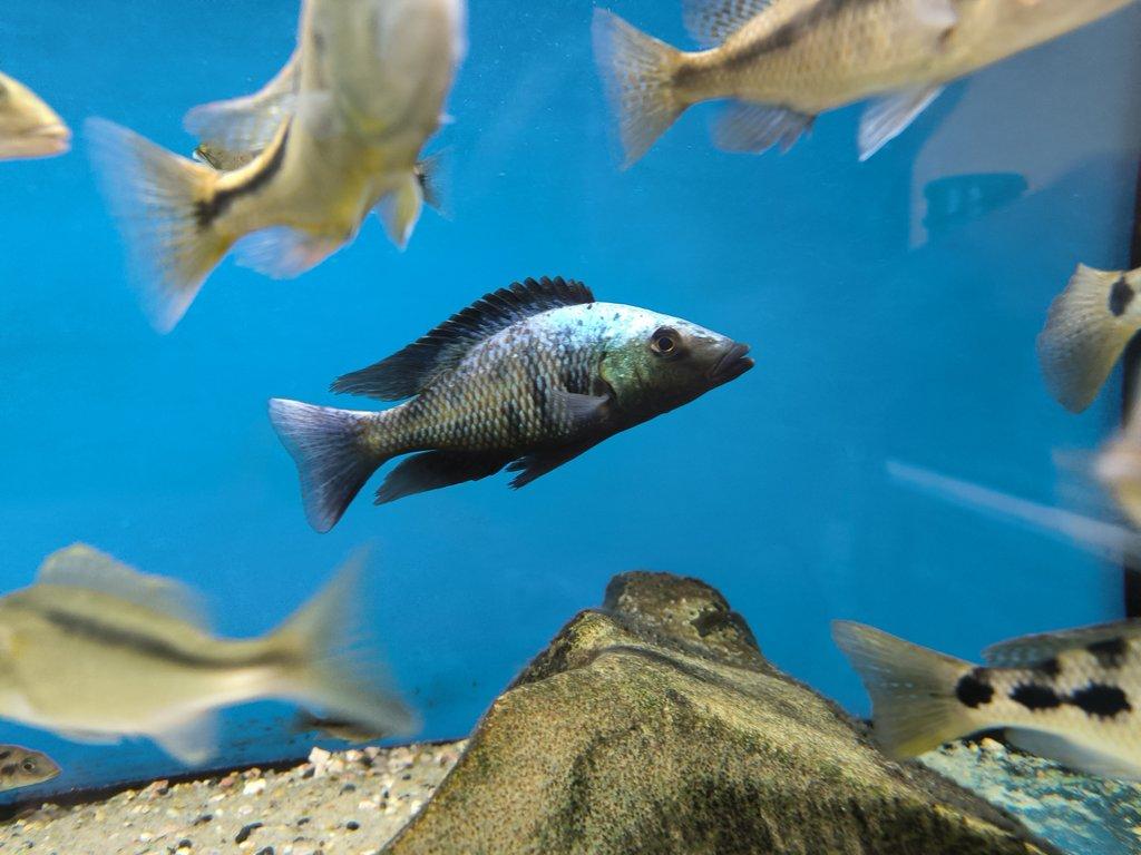 Malawi&Tanganika duben 2026