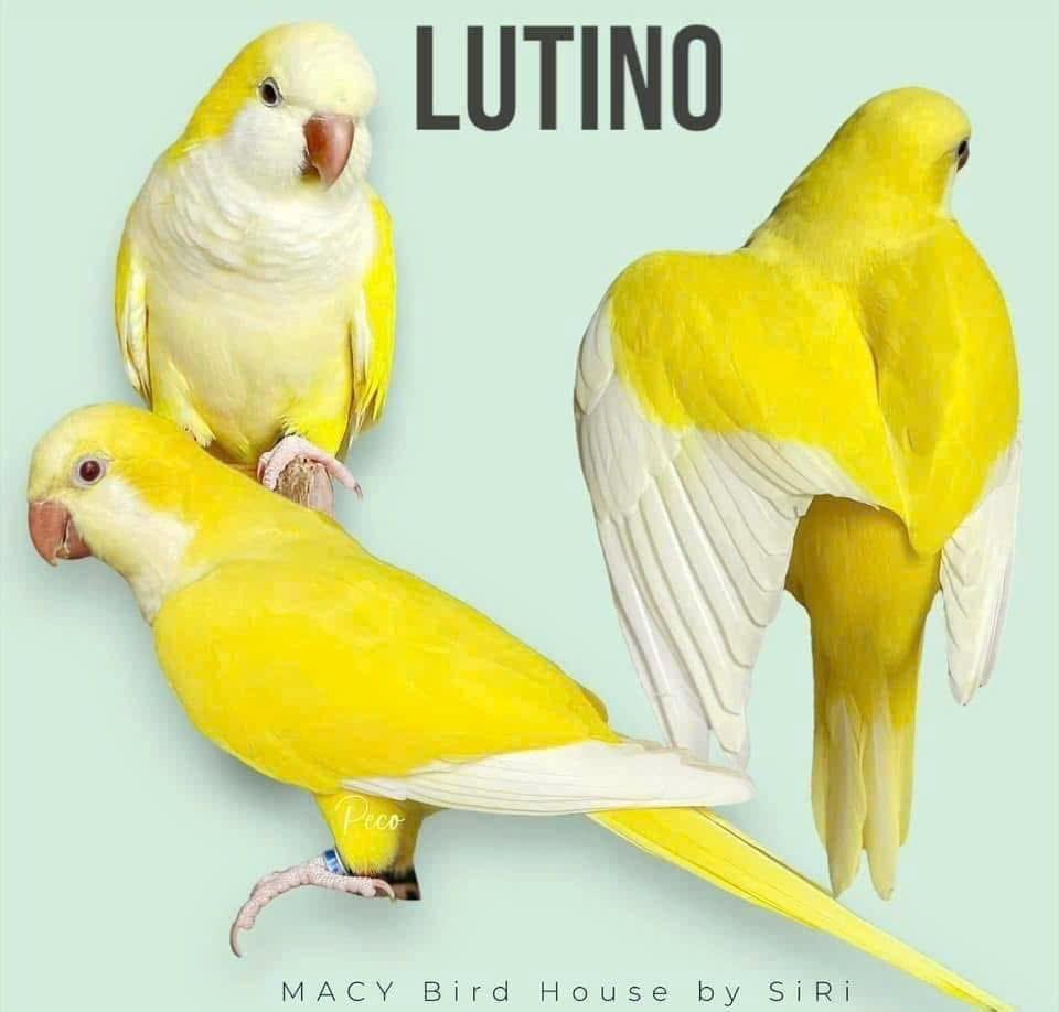 Koupím tyto barevné mutace