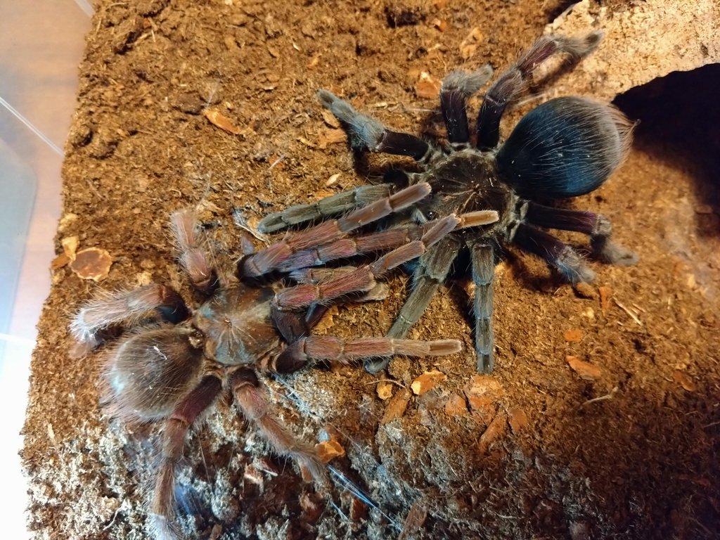 Pamphobeteus insignis (Colombia) Rarita