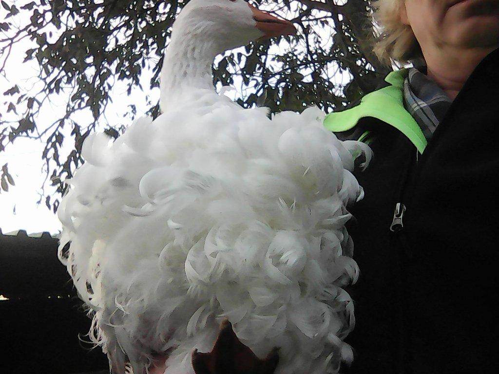 sebastopolska husa---kadeřava