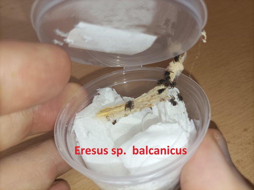 Stepníci rodu Eresus 3 druhy - Posledních pár kusů!