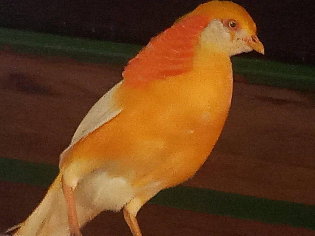 Bažant broskvový zlatožlutý