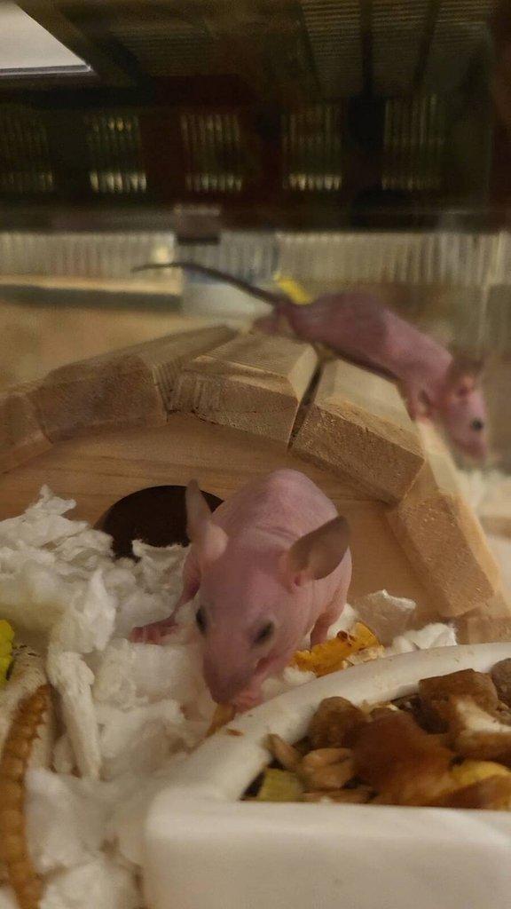 Naháček (myš bezsrstá - hairless (nunu))