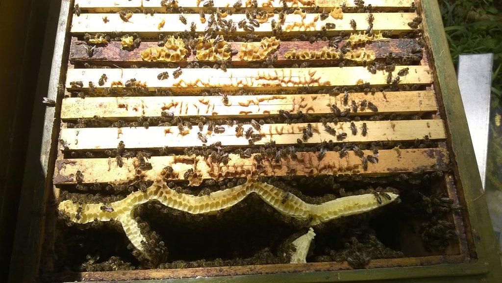 Vyzimovaná včelstva.