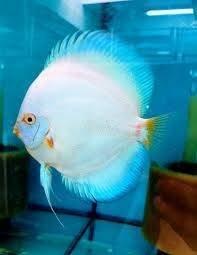 Terčovce terčovci terčovců discus terčovec