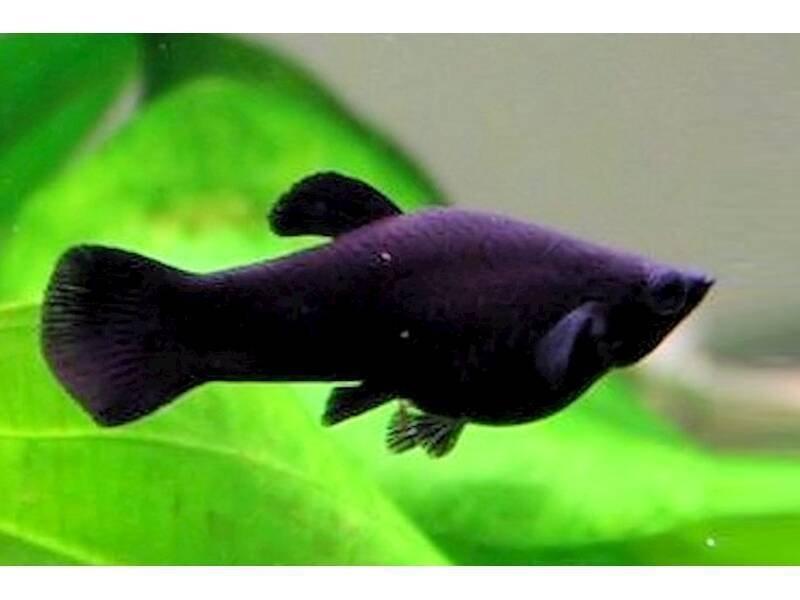 prodám BLACK MOLLY