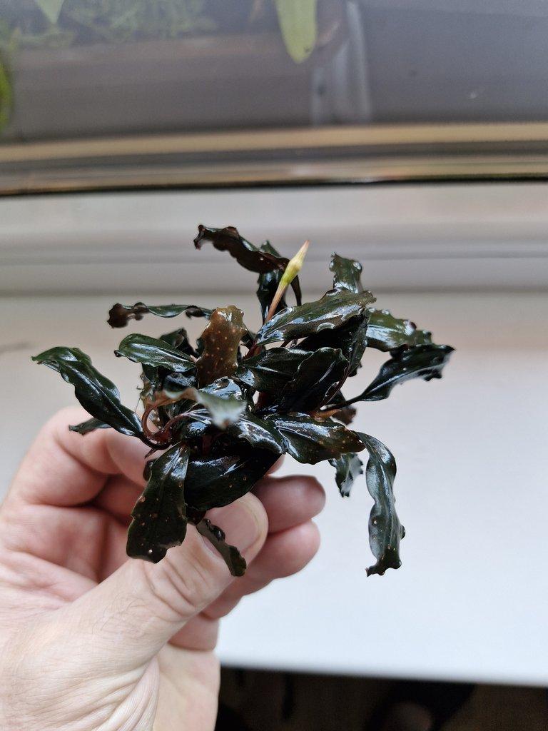 Becephalandra