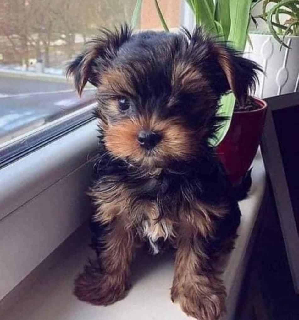 Štěňata jorkšírského teriéra hledají domov.