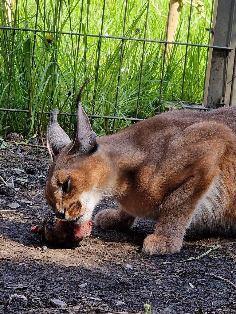 Prodam 1.0 Caracal caracal (Karakal) dospely samec