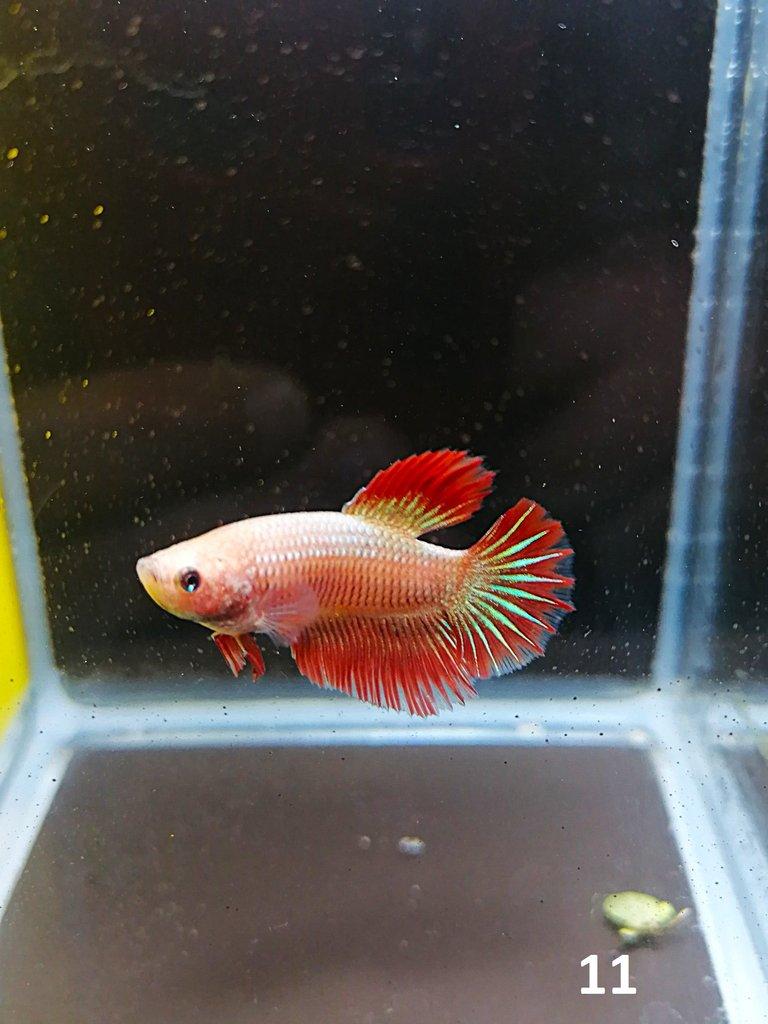 Betta Splendens - Samci