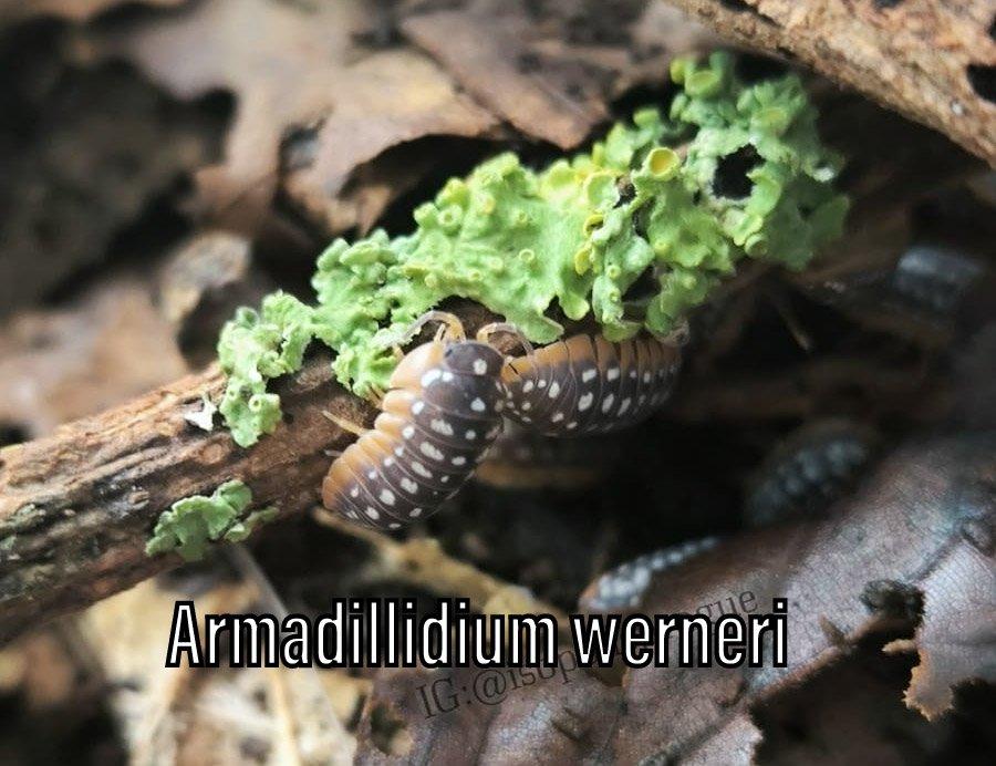 Isopody, mnohonožky, chvostoskoci, POSÍLÁM V TERMOBOXU