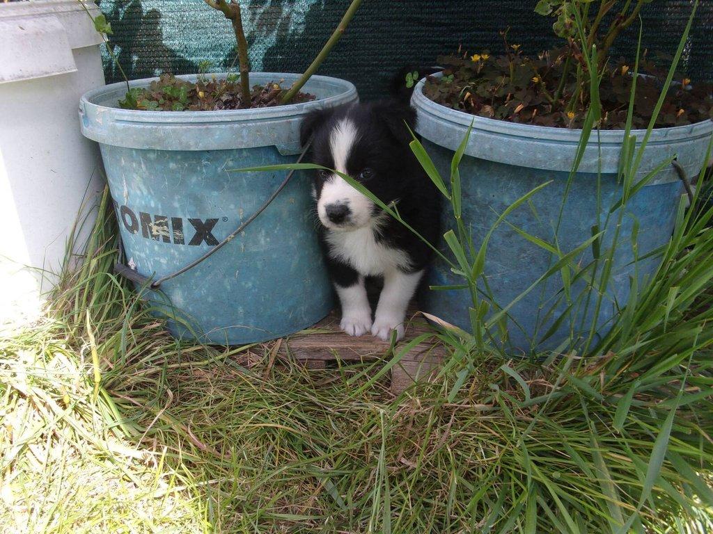 Border kolie /  collie štěňata s PP (FCI)