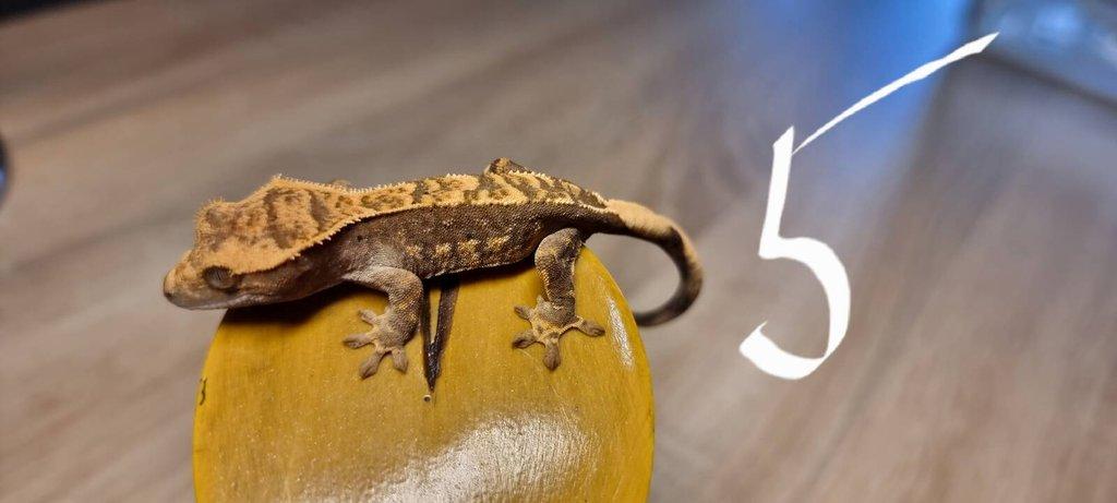 Pagekon řasnatý