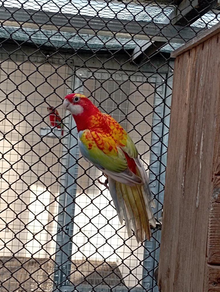 Rosela pestrá černá, modrá, zlatá