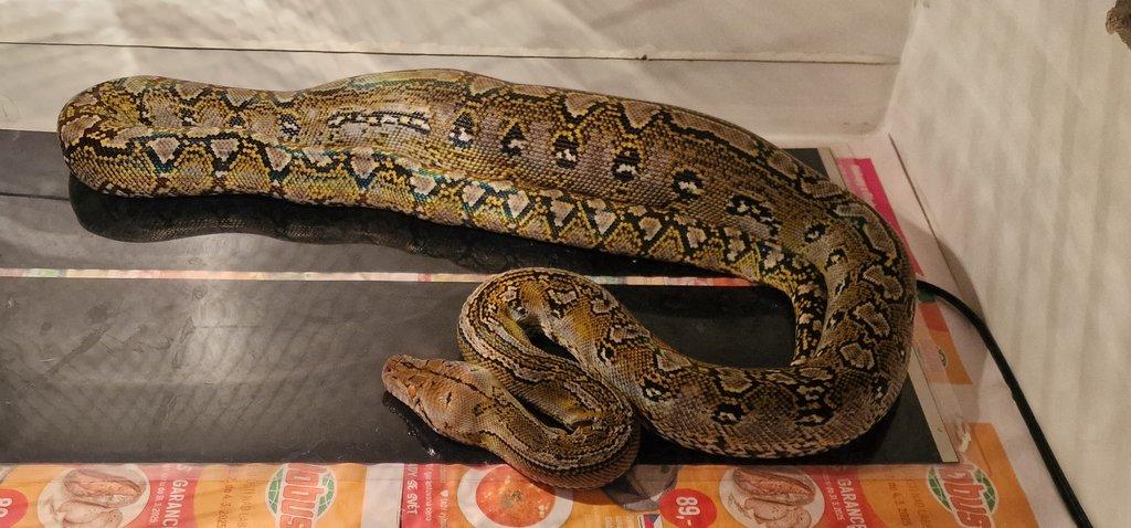 1,0 Marble het.moca /white albino