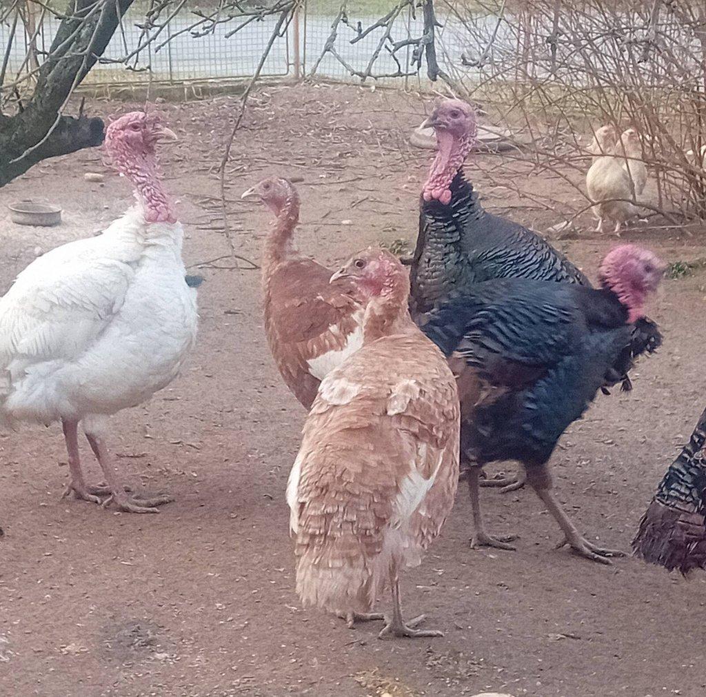 Násadová vejce krůta