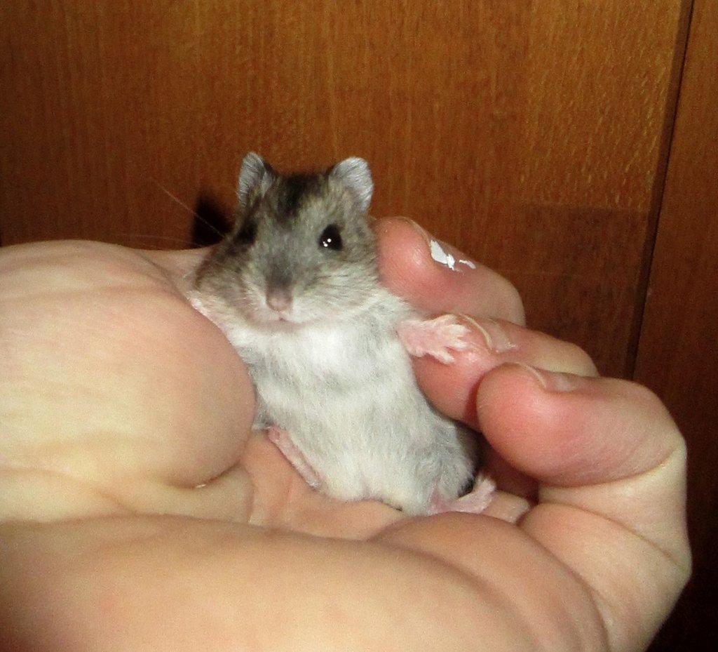 Křečík džungarský - mláďata