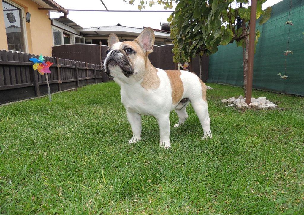 Francouzský buldoček s PP.