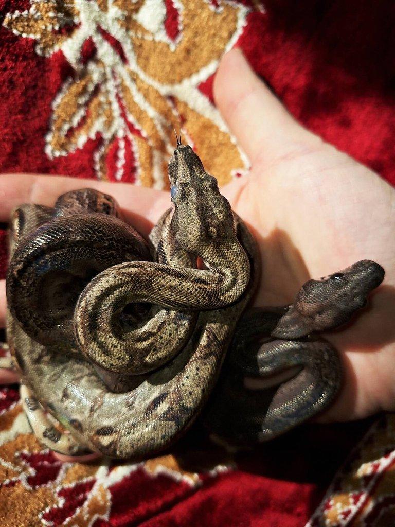 Dva samci Boa imperator, jeden z nich Leopard, NZ 2025